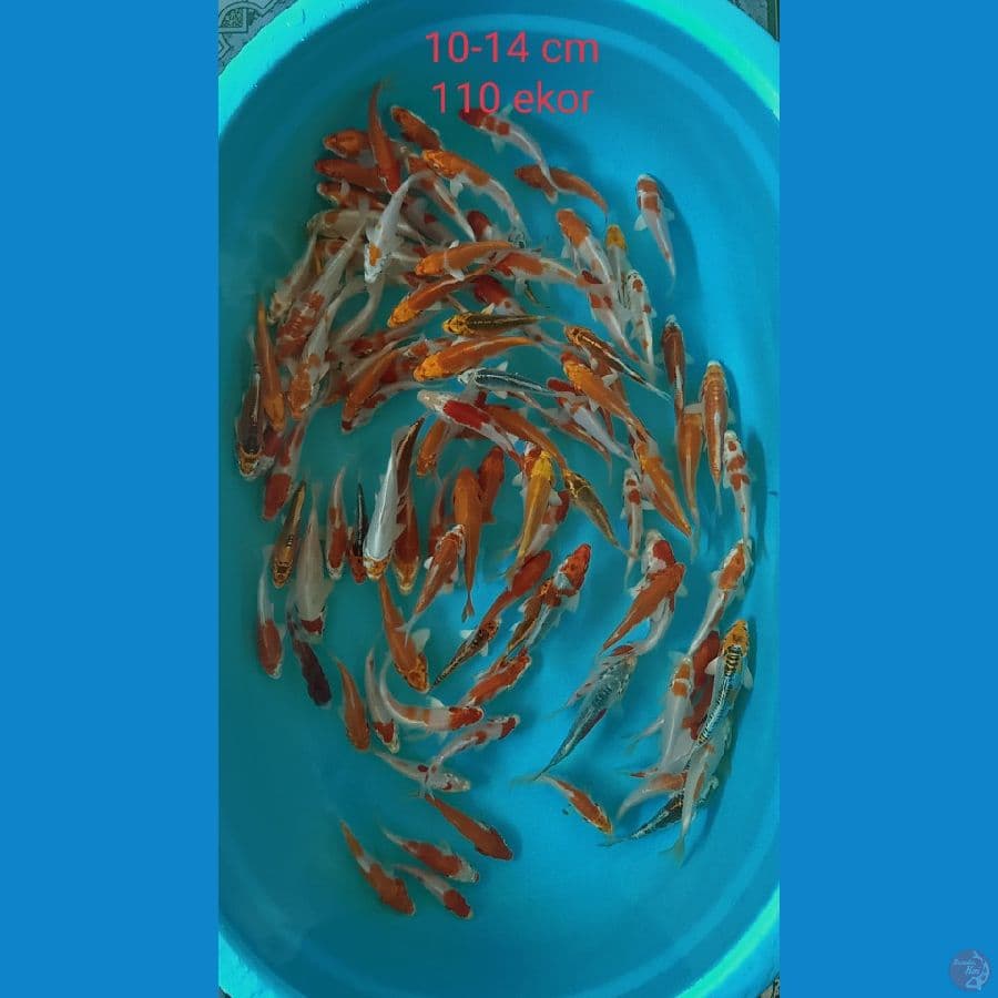 paket Hariwake