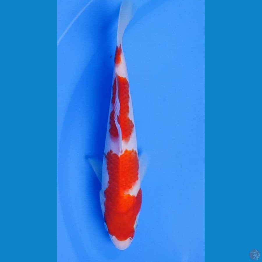 kohaku 3 step...22cm