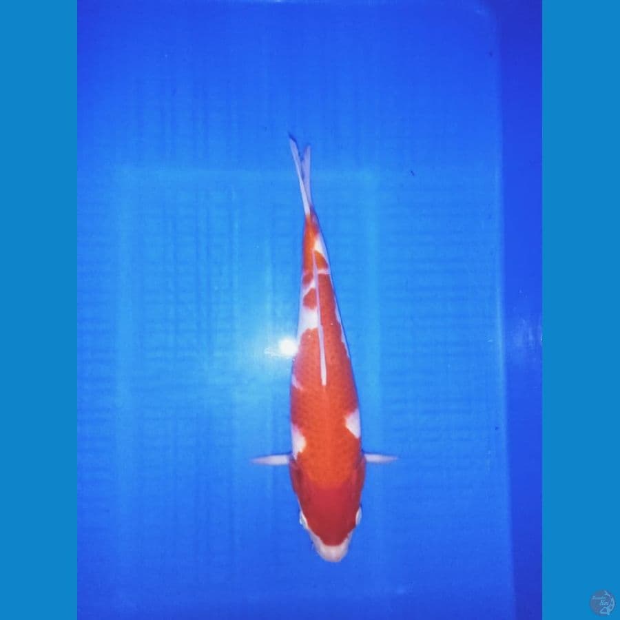 Kohaku 28 cm famale