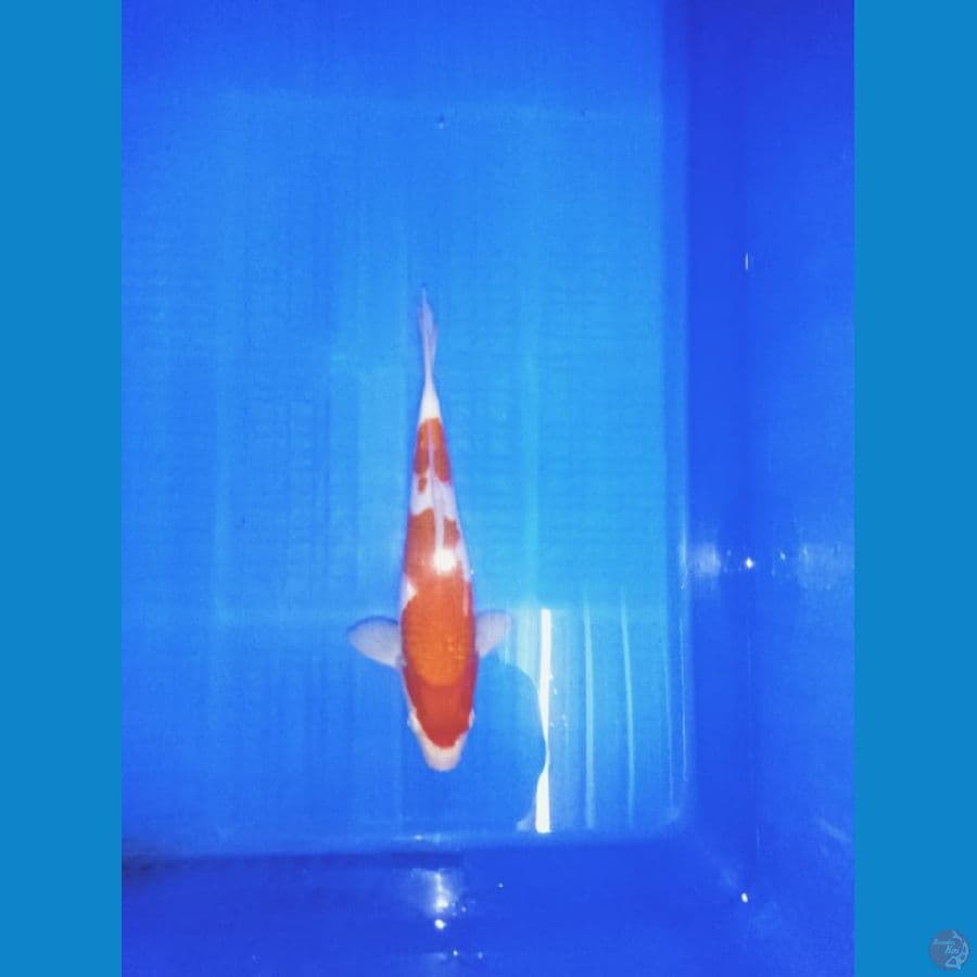 Kohaku 26 cm
