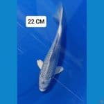 Ogon 22cm
