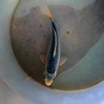 ASAGI 17cm, male