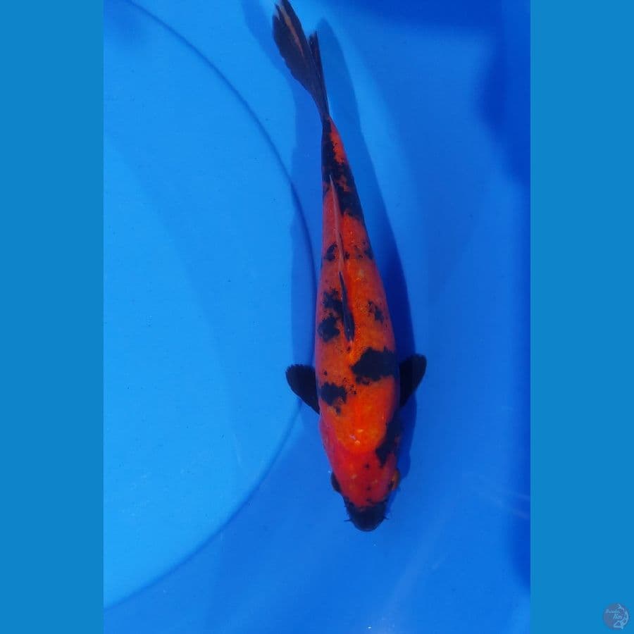 utsuri 28 cm