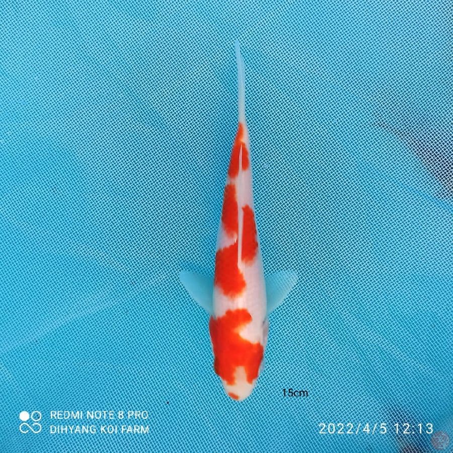 KOHAKU SQ 15BU