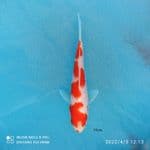 KOHAKU SQ 15BU 