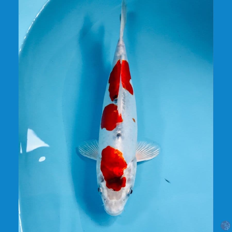 beni kiko, 25 cm