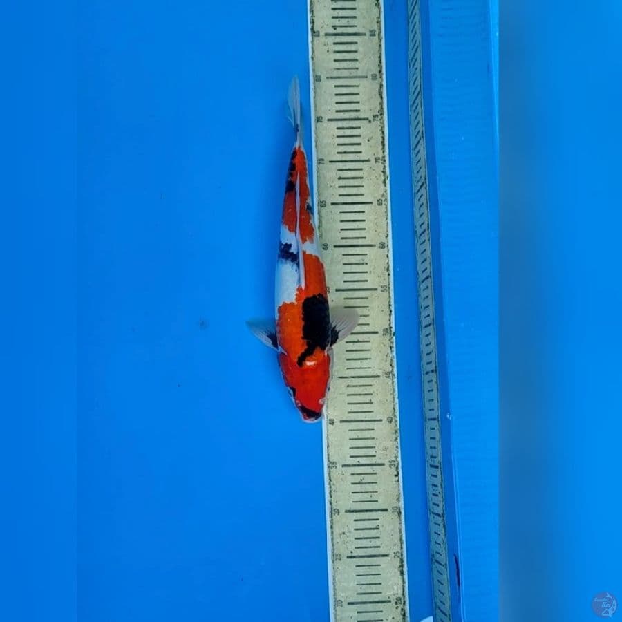 showa 37cm(mile) 