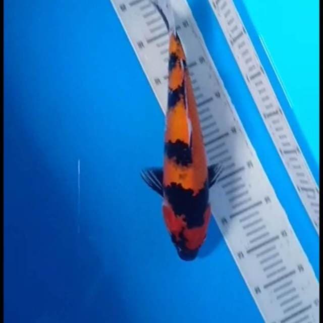 Hi showa 33cm..