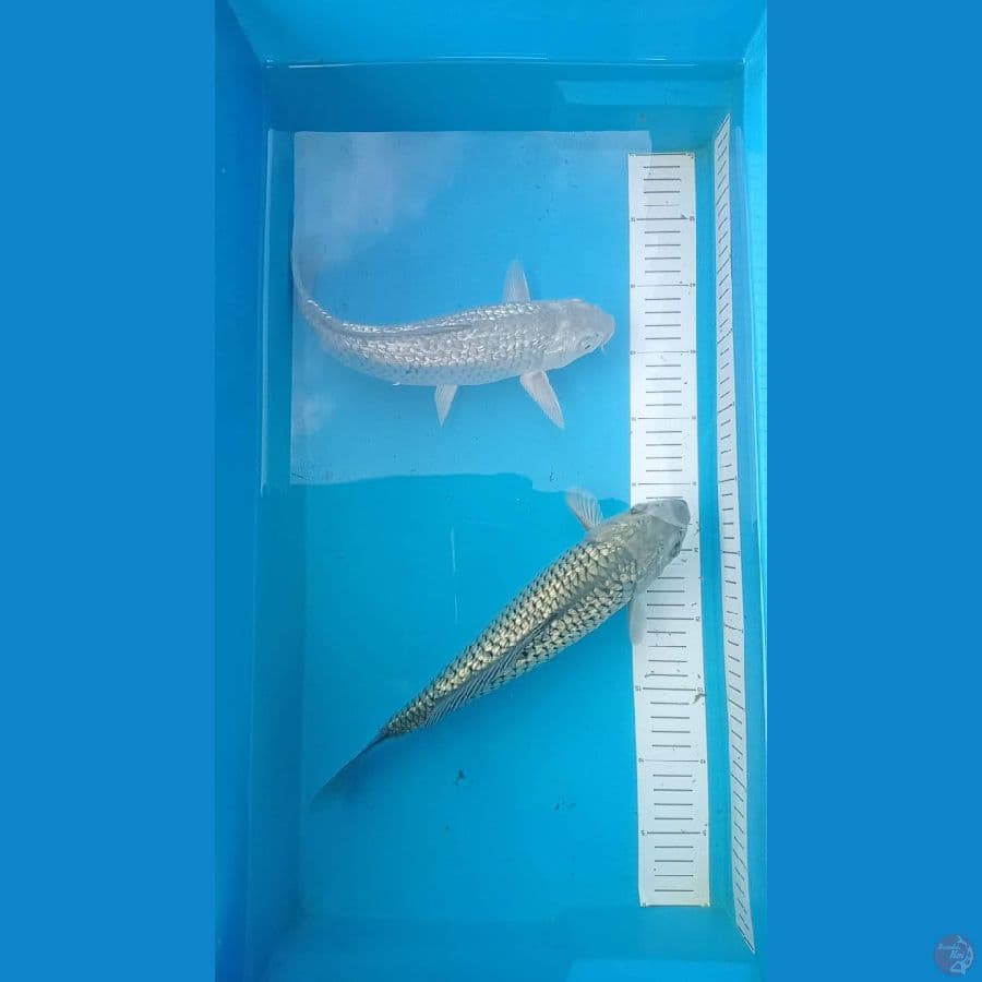 saragoi gindrin 32 33cm