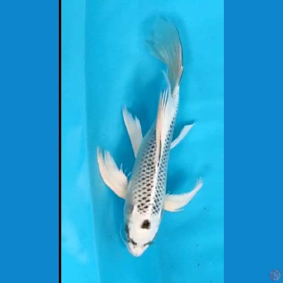Kumpay 25 cm