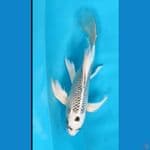 Kumpay 25 cm