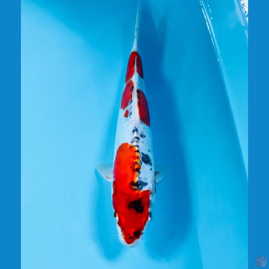 beni kiko, 25 cm