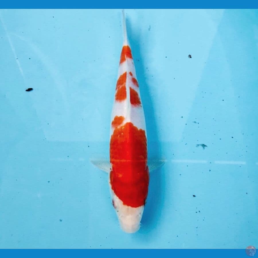 kohaku, 20 cm