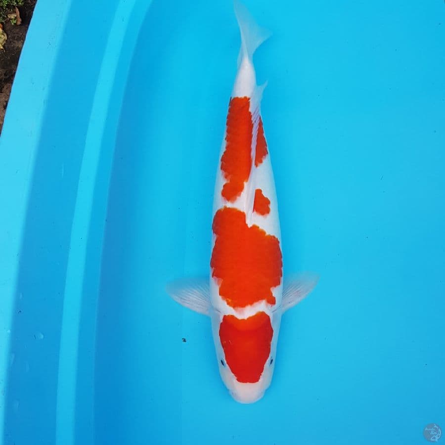 MARUTEN KOHAKU