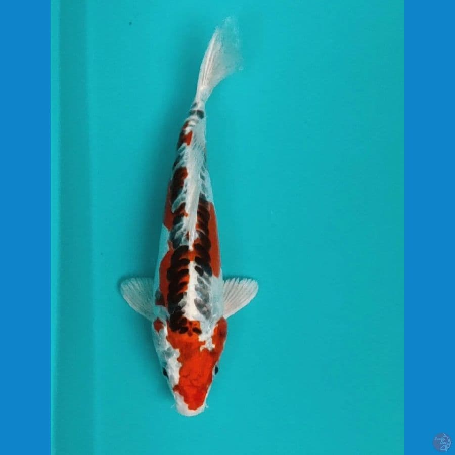 benikiko 24cm male
