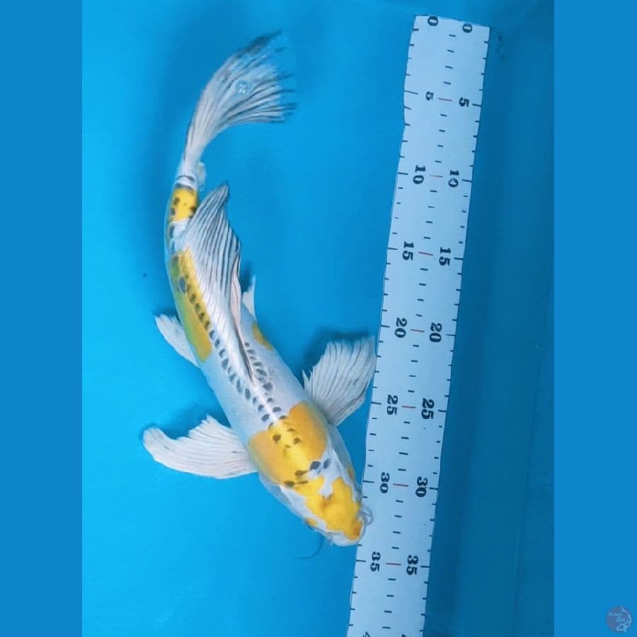 kumpay yellow kiko 34cm male