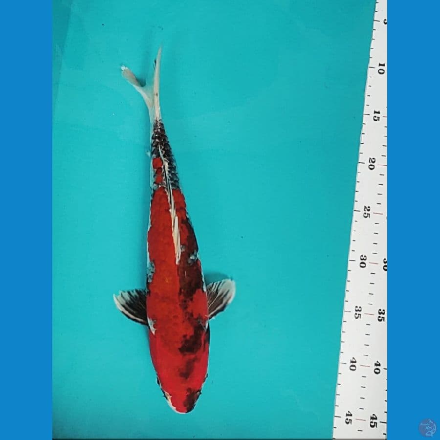 kin showa 34cm