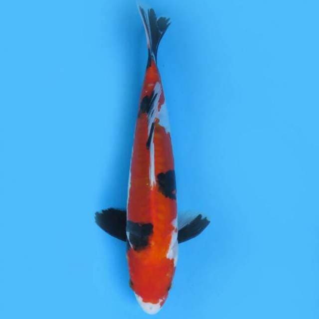 Showa doitsu25cm