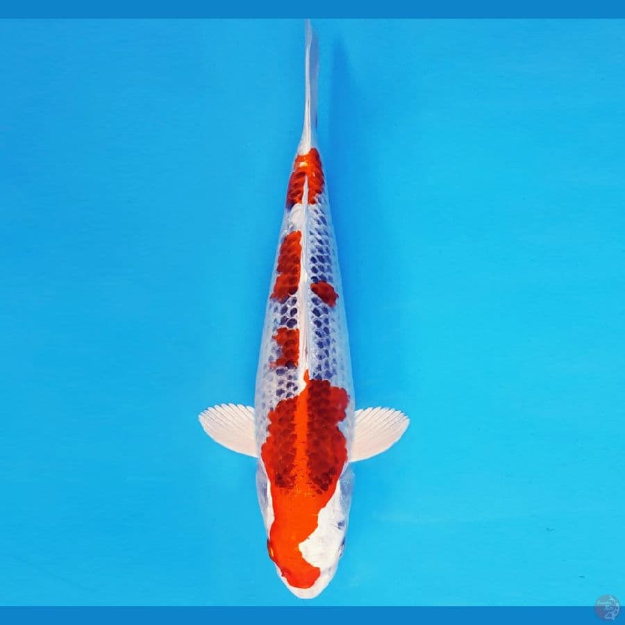 HIRO 1 - KUJAKU 32 cm/fm ®