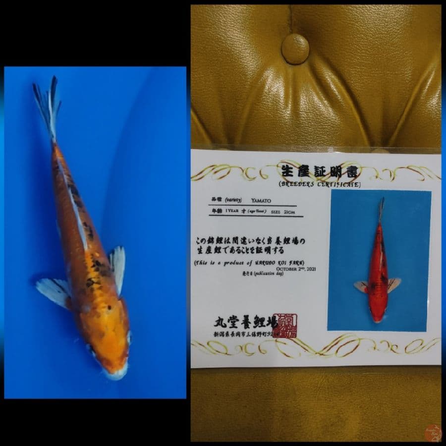 Yamato 26cm
