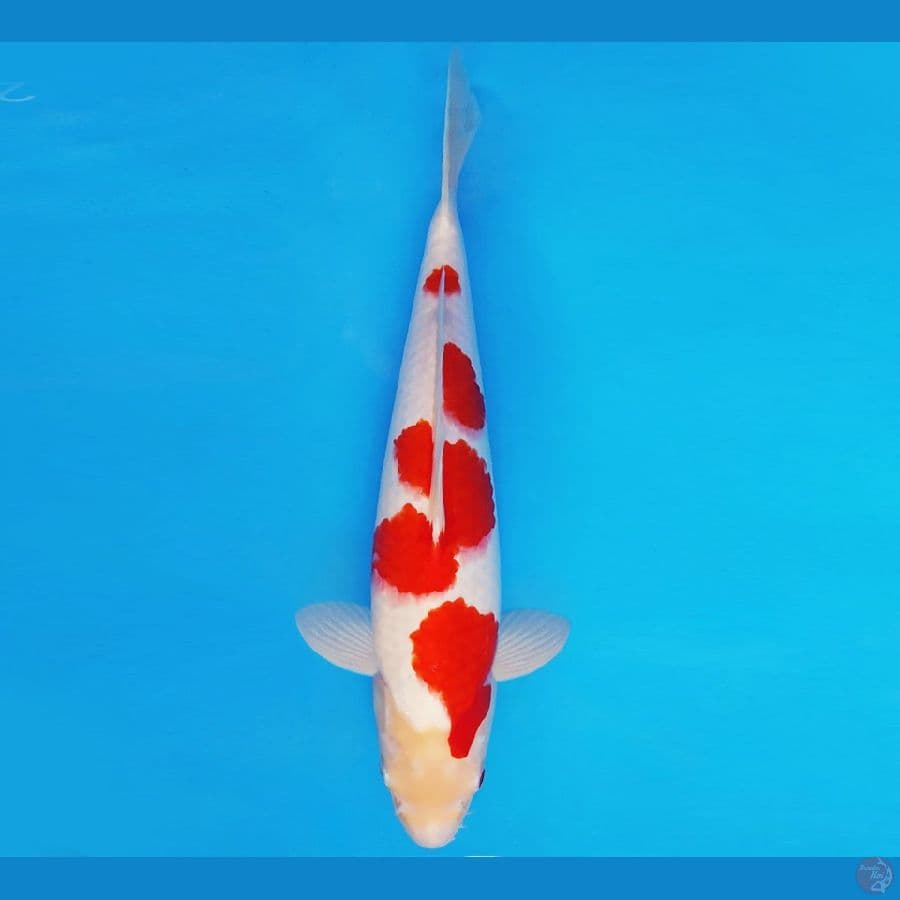 HIRO 7 - KOHAKU 31 cm/fm ®