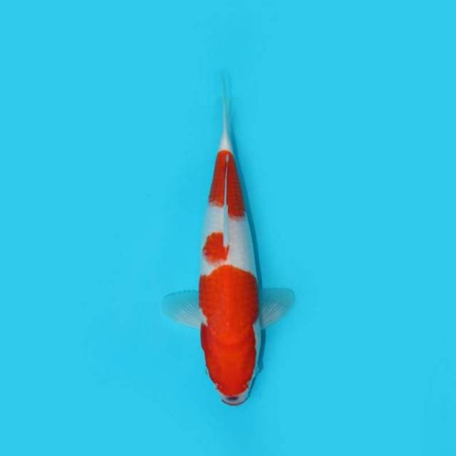 BKS ( KOHAKU 27 CM )