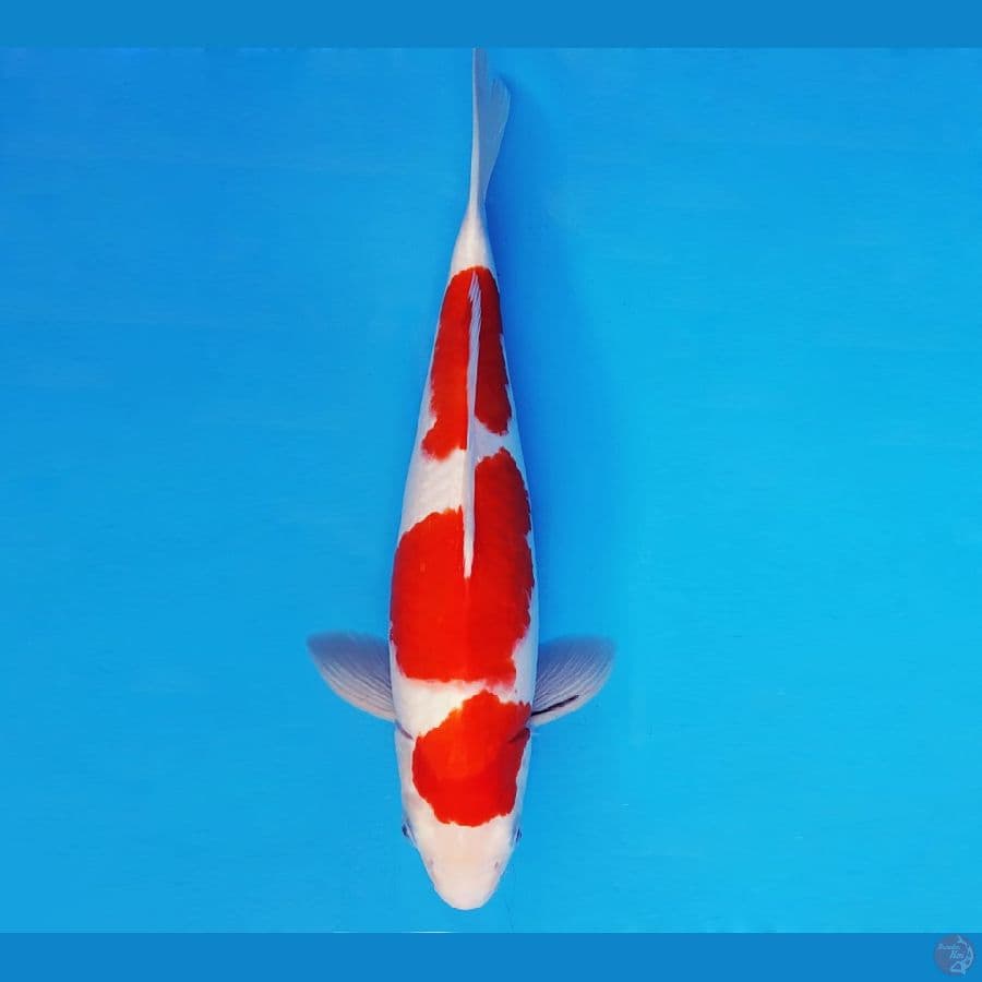 HIRO 10 - KOHAKU TAJIMA 37 cm/fm ®