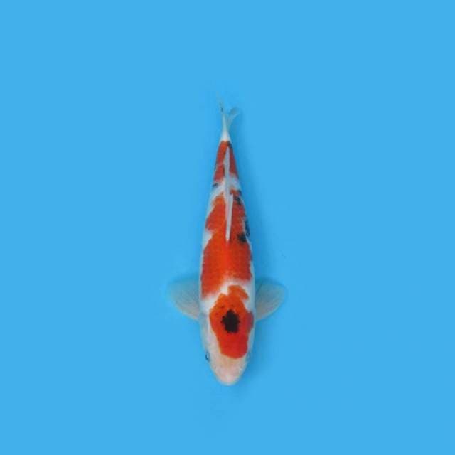 BKS ( SANKE 30 CM )