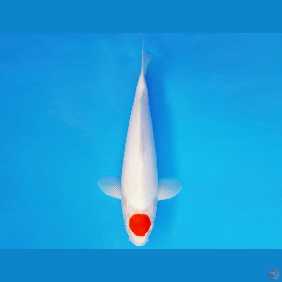HIRO 14 - TANCHO 32 cm/fm ®
