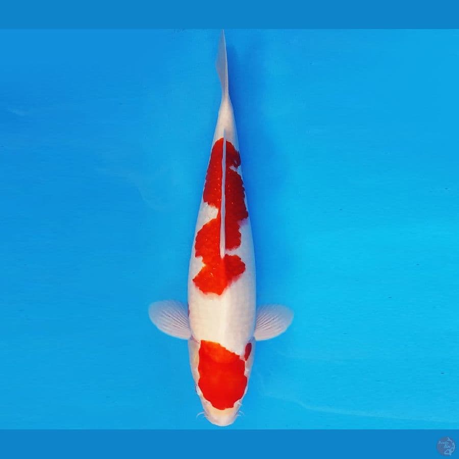 HIRO 15 - KOHAKU 39 cm/fm ®