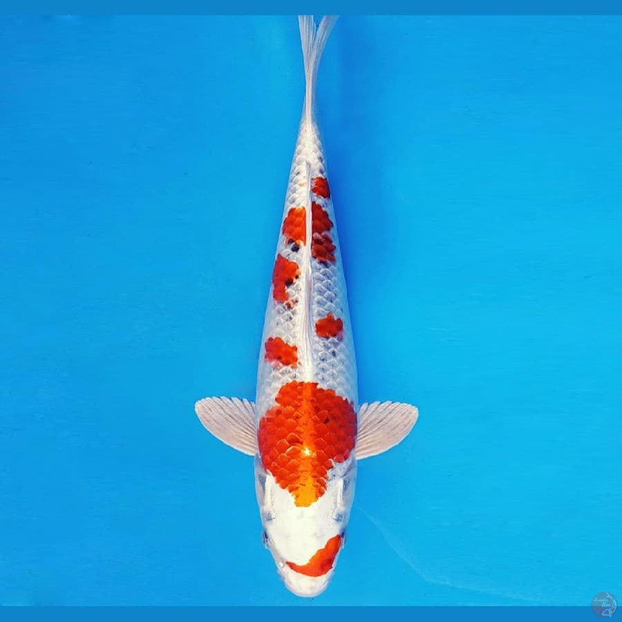 HIRO 17 - KUJAKU SAKURA 34 cm/fm ®