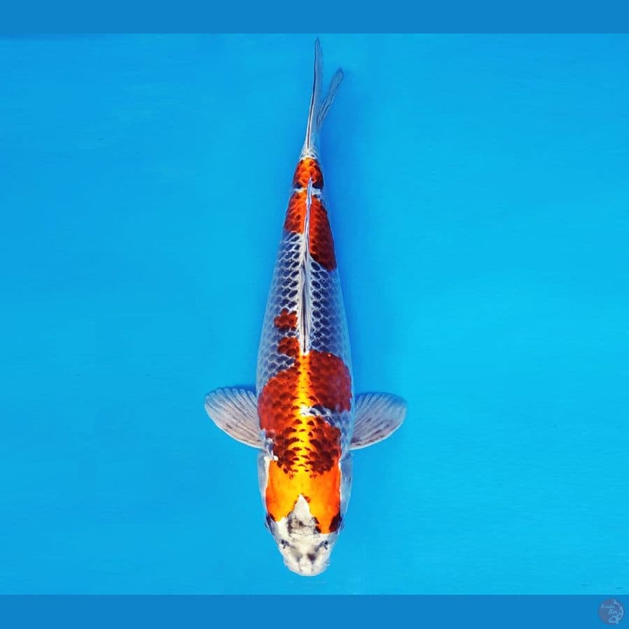 HIRO 18 - BENI GINGA 33 cm/fm ®