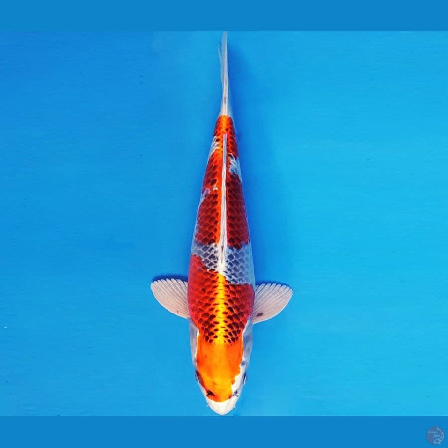 HIRO 19 - KUJAKU 33 cm/fm ®