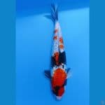 Showa gindrin . 34cm