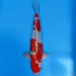 GHOSIKI GINDRIN 38CM/M