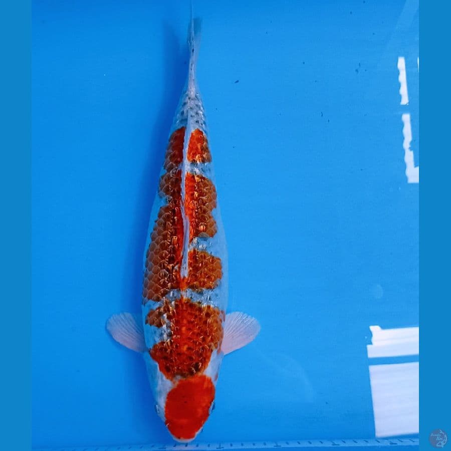 KUJAKU GINDRIN 41CM/F