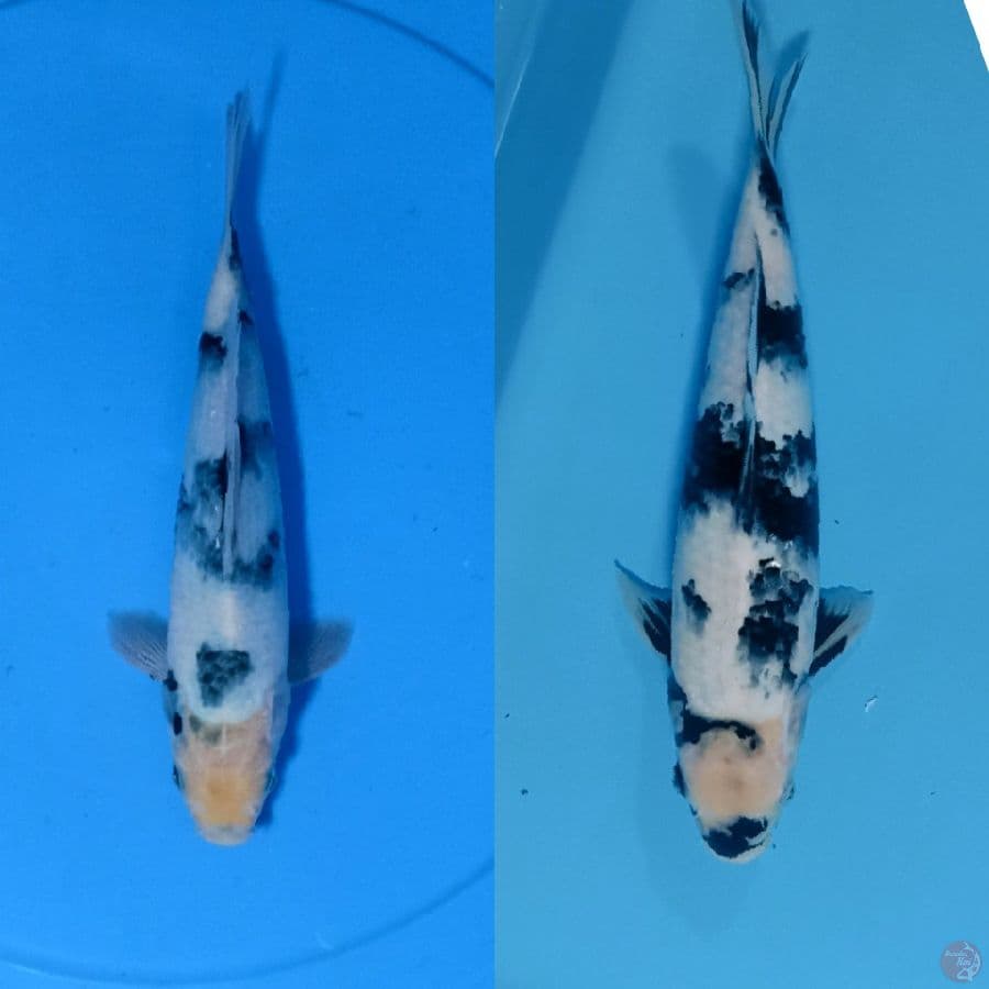  TATHEGOI 25_28 CM 
