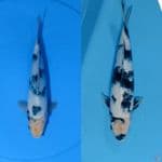  TATHEGOI 25_28 CM 