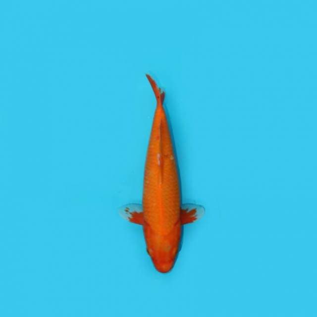 BKS ( ORENJI 30 CM )