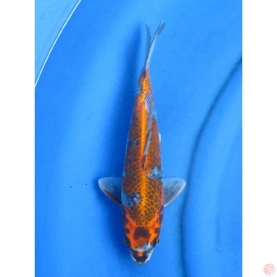 29cm , Kogane Ochiba