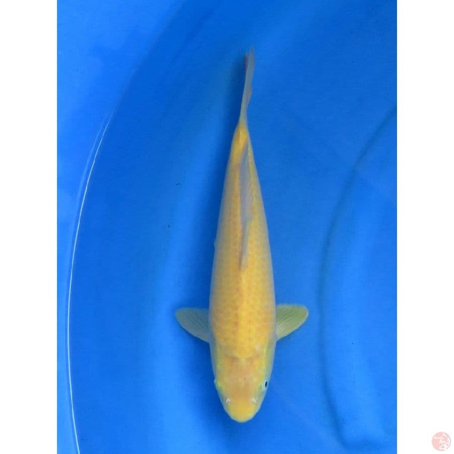 34cm , Male Karashi - No Bocor