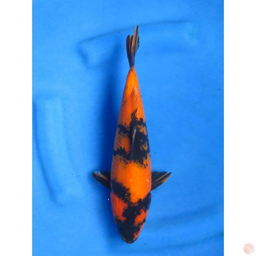 28cm , Hi Utsuri Tembus