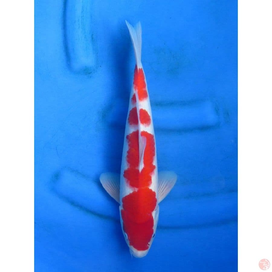 34cm , F1 Red Sandan Kohaku