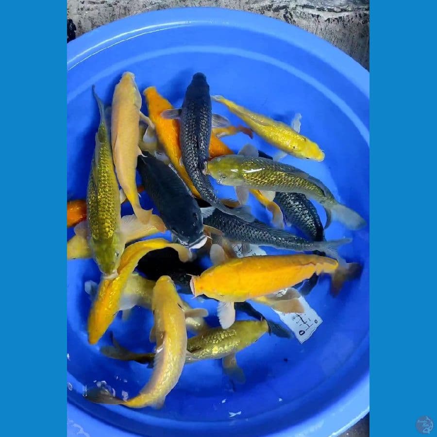 08. PAKET MIX KOI