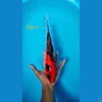 showa 33cm male