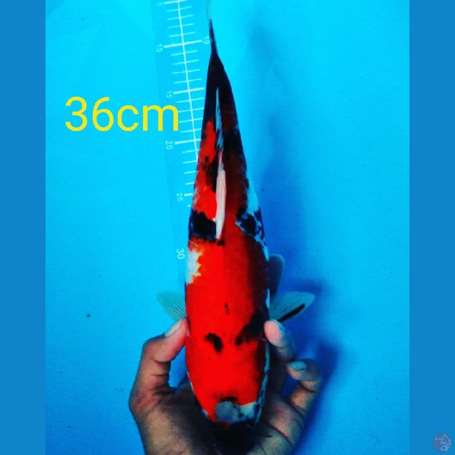 showa 36cm female