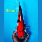 showa 36cm female