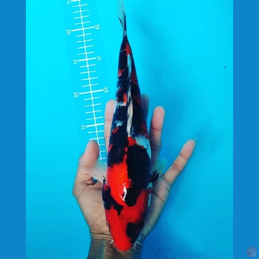 showa 33cm