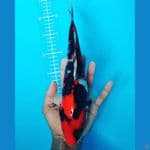 showa 33cm