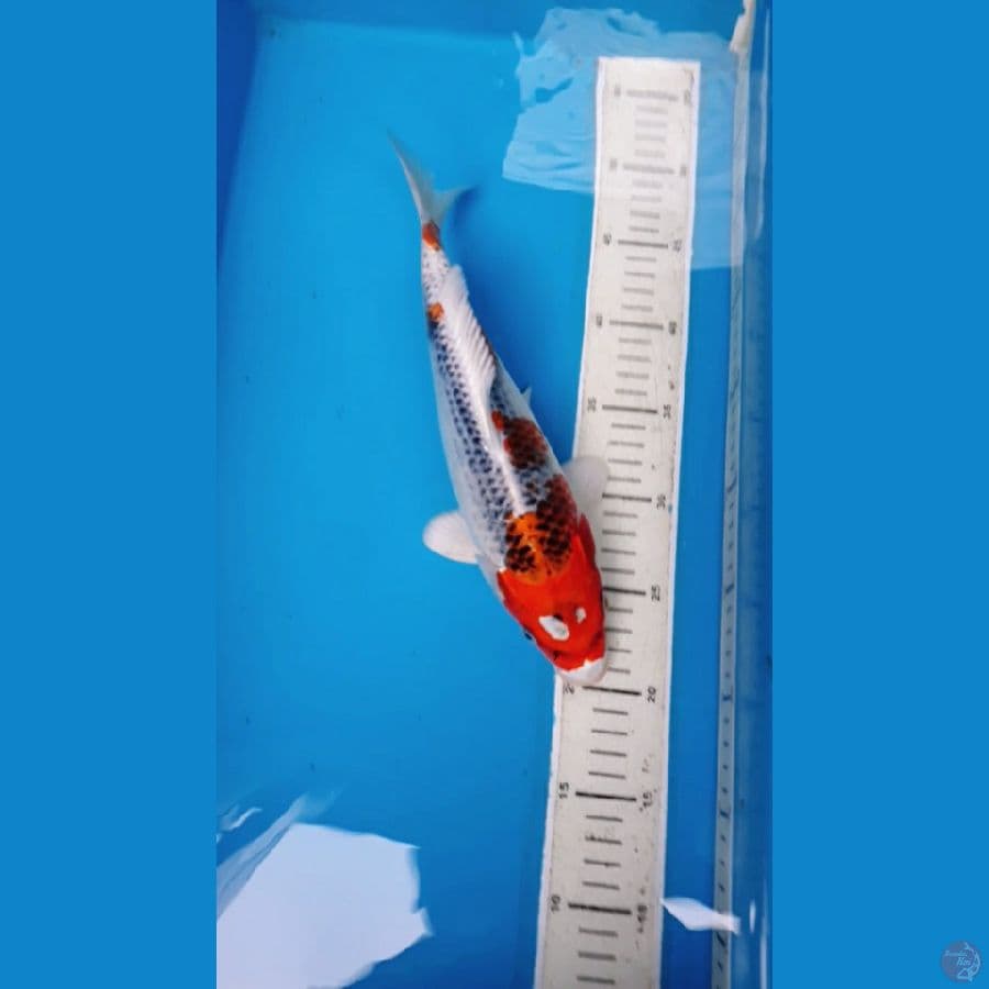kujaaku 30 cm
